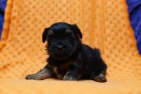 Dior, a male Shorkie for sale in Lake Mills, IA – Photo 4 of 6