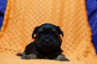 Dior, a male Shorkie for sale in Lake Mills, IA – Photo 3 of 6