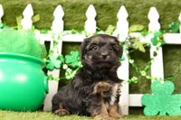 Dior, a male Shorkie for sale in Lake Mills, IA – Photo 6 of 6
