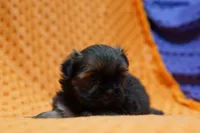 Exquisite, a female Shih Tzu and Peek-A-Pom for sale in Lake Mills, IA – Photo 2 of 3