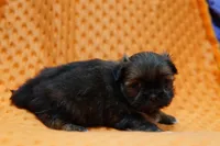 Exquisite, a female Shih Tzu and Peek-A-Pom for sale in Lake Mills, IA – Photo 3 of 3