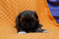 Exquisite, a female Shih Tzu and Peek-A-Pom for sale in Lake Mills, IA – Photo 1 of 3