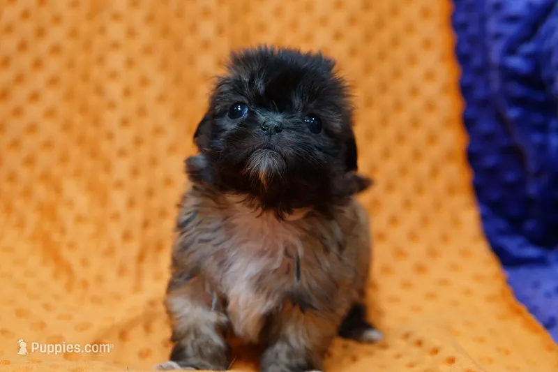 Mars – Puggle, Shih Tzu puppy for sale in Lake Mills, IA