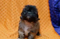 Mars, a female Puggle and Shih Tzu for sale in Lake Mills, IA – Photo 1 of 2