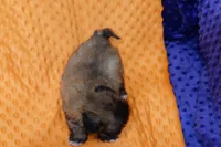 Mars, a female Puggle and Shih Tzu for sale in Lake Mills, IA – Photo 2 of 2