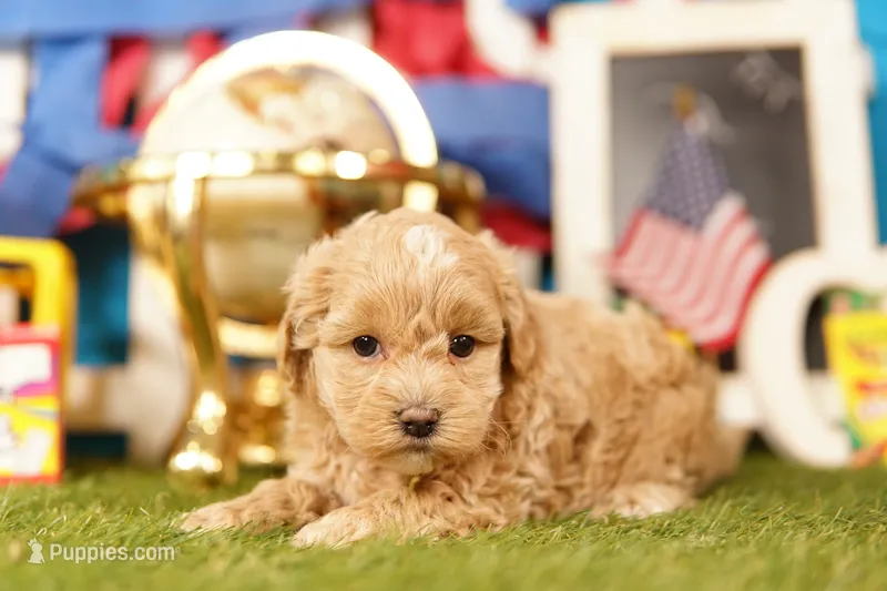 Avacado – Havapoo puppy for sale in Lake Mills, IA