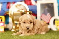 Avacado, a male Havapoo for sale in Lake Mills, IA – 1 of 3