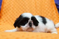 Short Cake, a female Shih Tzu for sale in Lake Mills, IA – 4 of 6