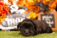 Pumkin, a male Mal Shi for sale in Lake Mills, IA – 4 of 4