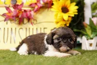 Puddle, a female Shih Tzu for sale in Lake Mills, IA – Photo 4 of 5