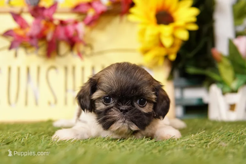 Puddle – Shih Tzu puppy for sale in Lake Mills, IA