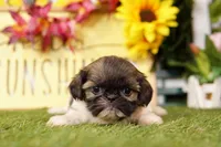 Puddle, a female Shih Tzu for sale in Lake Mills, IA – Photo 1 of 5