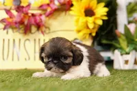 Puddle, a female Shih Tzu for sale in Lake Mills, IA – Photo 3 of 5