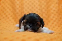 Puddle, a female Shih Tzu for sale in Lake Mills, IA – Photo 2 of 5