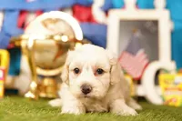 Olive, a male Havapoo for sale in Lake Mills, IA – 3 of 3