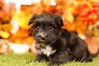 Gram, a male Morkie for sale in Lake Mills, IA – 3 of 3