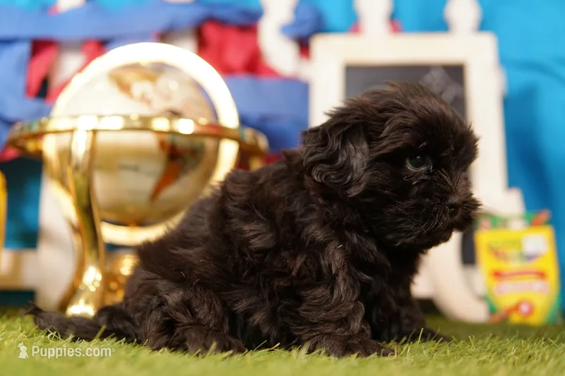 Pepsi – Mal Shi puppy for sale in Lake Mills, IA