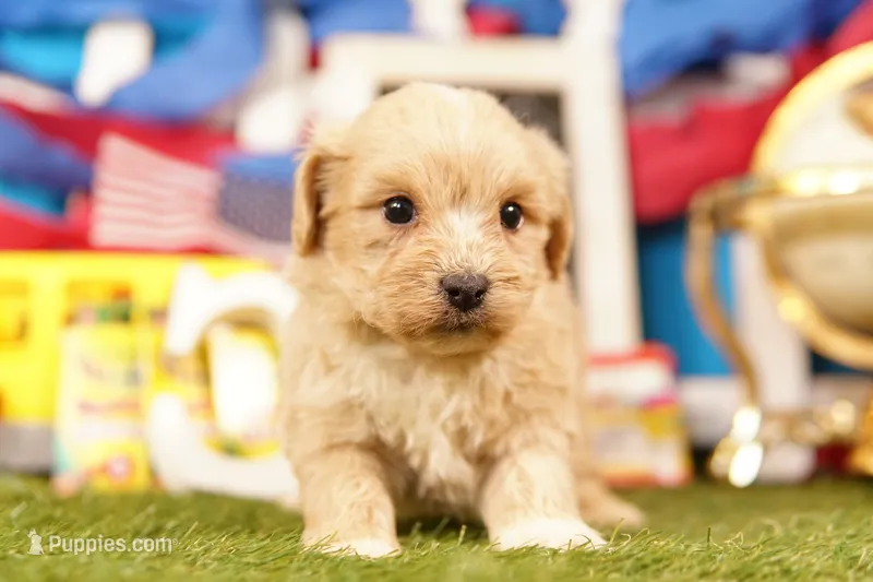 Milwaukee – Shichon, Bichpoo puppy for sale in Lake Mills, IA