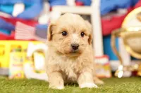 Milwaukee, a male Shichon and Bichpoo for sale in Lake Mills, IA – 1 of 3