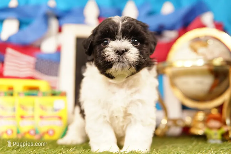 Potato Wedge – Havanese, Shih Tzu puppy for sale in Lake Mills, IA
