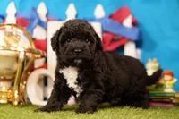 Taco, a male Bichon Frise and Schnoodle for sale in Lake Mills, IA – 4 of 6
