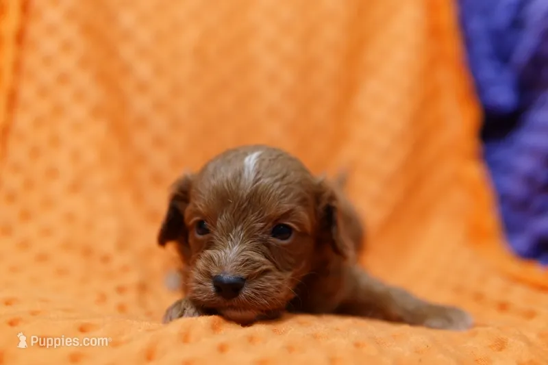 Lexington – Cavapoo puppy for sale in Lake Mills, IA
