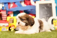 Eclair, a female Shih Tzu for sale in Lake Mills, IA – 4 of 6