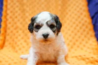 processed/929d2afc-5dc9-438a-8113-41bc83a0033d/listing/7d4c50aa-6511-4893-80af-70f2363ac932/2dec940a-f918-4644-a395-4e24d669deb5