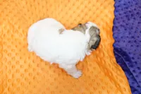 processed/929d2afc-5dc9-438a-8113-41bc83a0033d/listing/7d4c50aa-6511-4893-80af-70f2363ac932/86739c7d-868c-4b28-b804-1446ef9b936c