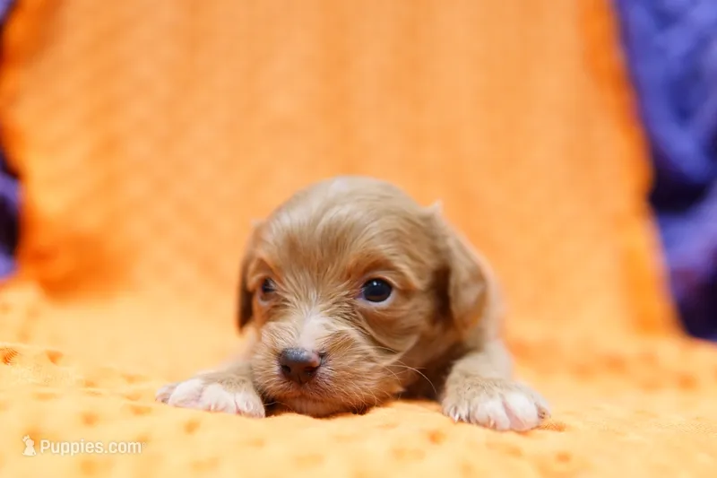 Saratoga – Cavapoo puppy for sale in Lake Mills, IA