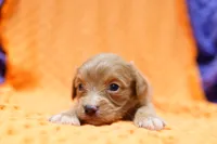 Saratoga, a female Cavapoo for sale in Lake Mills, IA – 1 of 2