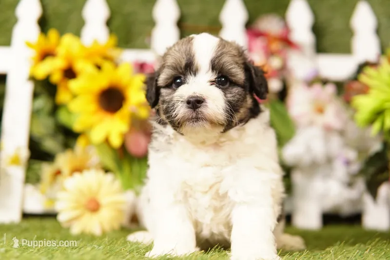 Bacon – Bichon Frise, Havapoo puppy for sale in Lake Mills, IA