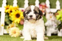 Bacon, a male Bichon Frise and Havapoo for sale in Lake Mills, IA – 1 of 3