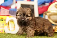 Bosch, a female Shichon and Bichpoo for sale in Lake Mills, IA – 3 of 3