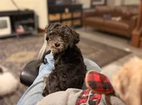 Jake, a male Shihpoo for sale in Lake Mills, IA – 2 of 9