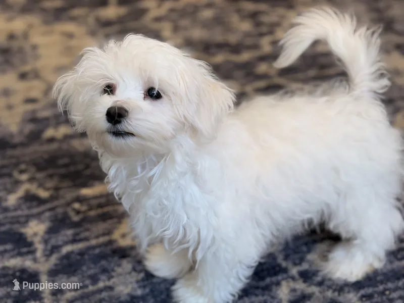 M&M – Maltese puppy for sale in Lake Mills, IA