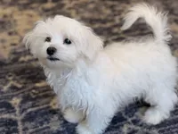 M&M, a female Maltese for sale in Lake Mills, IA – 1 of 7