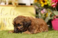 Toaster, a male Shihpoo for sale in Lake Mills, IA – 1 of 3