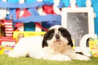 Short Cake, a female Shih Tzu for sale in Lake Mills, IA – 1 of 6