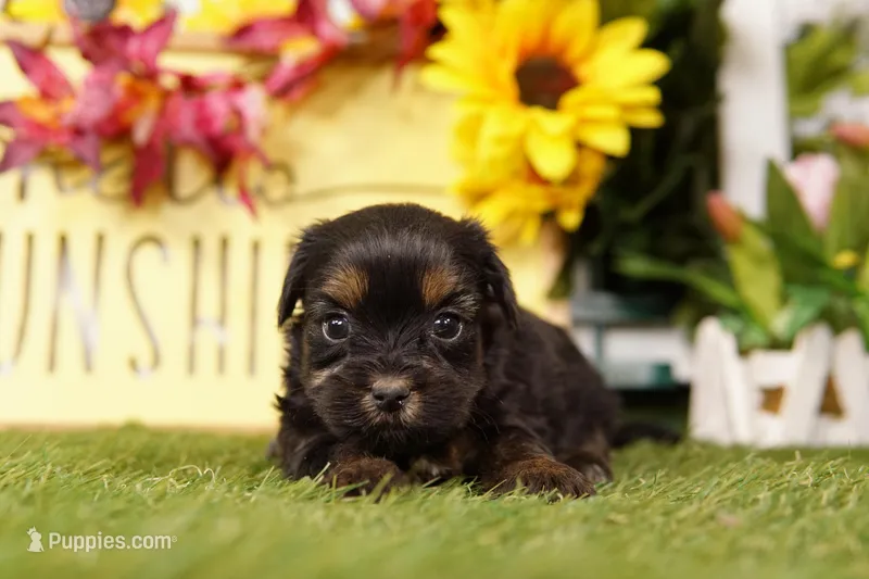 Kelly – Shorkie puppy for sale in Lake Mills, IA