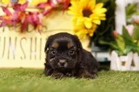 Kelly, a female Shorkie for sale in Lake Mills, IA – Photo 1 of 3