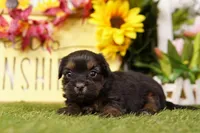 Kelly, a female Shorkie for sale in Lake Mills, IA – Photo 2 of 3
