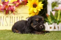 Kelly, a female Shorkie for sale in Lake Mills, IA – Photo 3 of 3