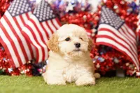 Fluffy, a female Schnoodle and Poodle - Miniature  for sale in Lake Mills, IA – 5 of 6