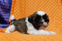 Velo, a female Shih Tzu for sale in Lake Mills, IA – Photo 2 of 3