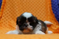 Velo, a female Shih Tzu for sale in Lake Mills, IA – Photo 1 of 3