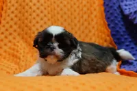Velo, a female Shih Tzu for sale in Lake Mills, IA – Photo 3 of 3