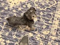 Jake, a male Shihpoo for sale in Lake Mills, IA – 8 of 9