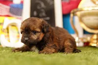 Hercules, a female Shichon and Bichpoo for sale in Lake Mills, IA – 3 of 3