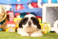 Short Cake, a female Shih Tzu for sale in Lake Mills, IA – 3 of 6